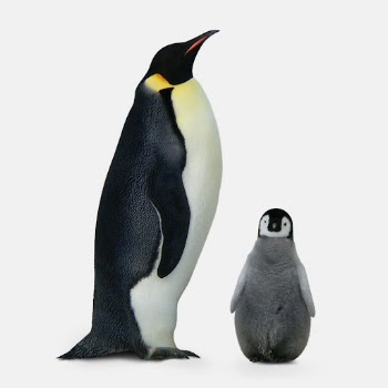 King penguin sticker, animal design | Free PSD - rawpixel