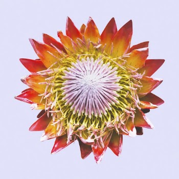 King protea, flower clipart psd | Free PSD - rawpixel