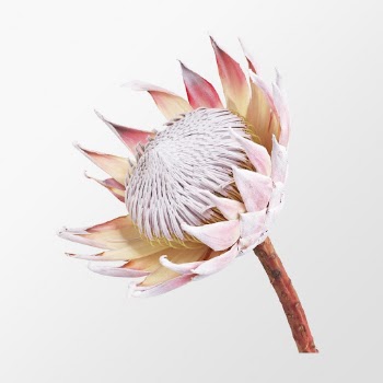 King protea, flower clipart psd | Free PSD - rawpixel