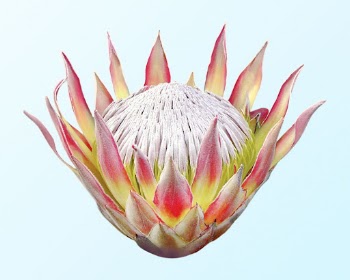 King protea, flower collage element | Free PSD - rawpixel