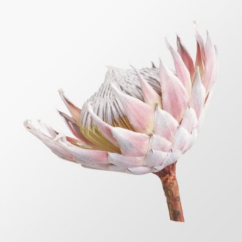 King protea, flower collage element | Free PSD - rawpixel