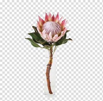 King protea Flower garden South Africa national cricket team, flower transparent background PNG clipart