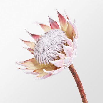 King protea, pink flower clipart | Free Photo - rawpixel