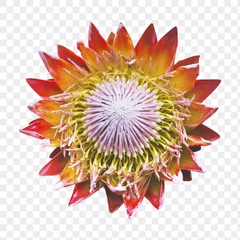 King protea png, flower collage | Free PNG - rawpixel