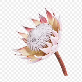 King protea png, flower collage | Free PNG - rawpixel