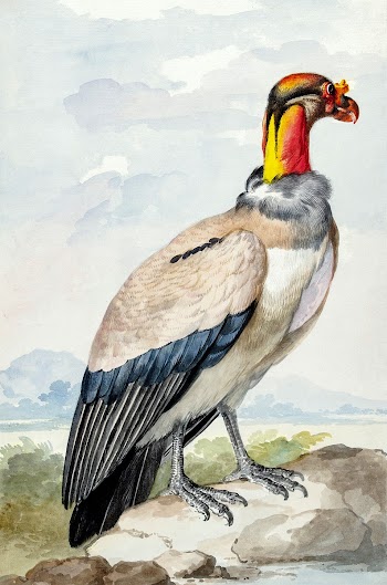King vulture (1758) painting in high… | Free public domain illustration