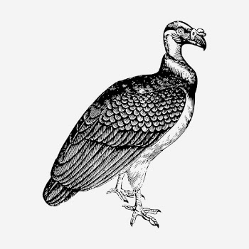 King vulture, animal illustration. Free | Free Photo Illustration - rawpixel