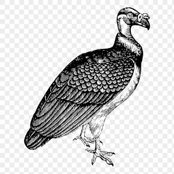 King vulture png, vintage animal | Free PNG Illustration - rawpixel