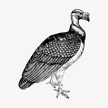 King vulture, vintage animal clipart | Free Vector Illustration - rawpixel