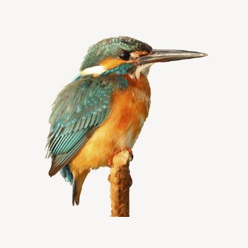 Kingfisher bird clipart, animal illustration | Free Vector - rawpixel