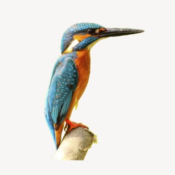 Kingfisher bird clipart, animal illustration | Free Vector - rawpixel