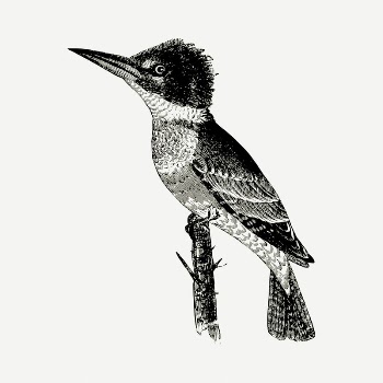 Kingfisher bird drawing, vintage illustration | Free PSD - rawpixel