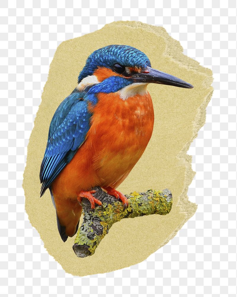 Kingfisher bird png ripped paper | Free PNG - rawpixel