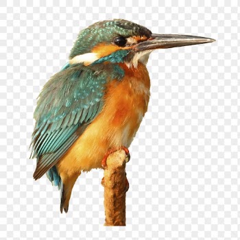 Kingfisher bird png sticker, animal | Free PNG - rawpixel