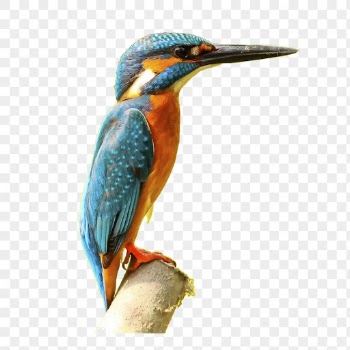 Kingfisher bird png sticker, animal | Free PNG - rawpixel