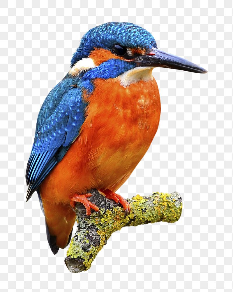Kingfisher bird png sticker, animal | Free PNG - rawpixel