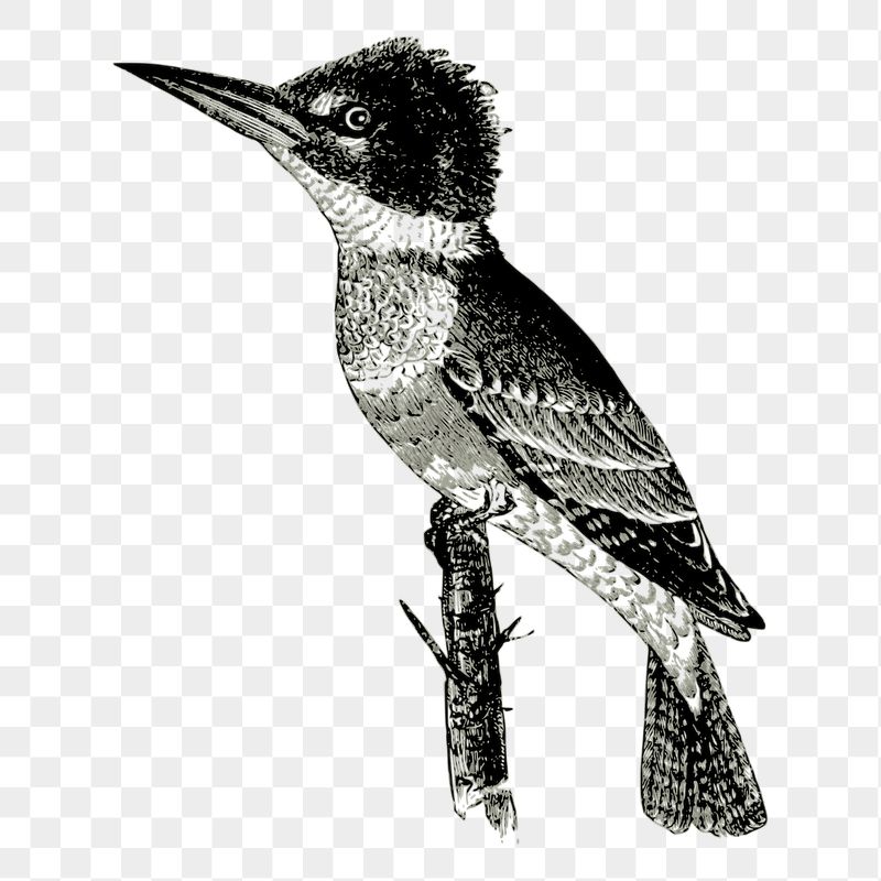 Kingfisher bird png sticker, vintage | Free PNG - rawpixel