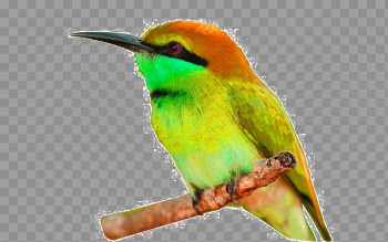 Kingfisher Bird PNG Transparent Image
