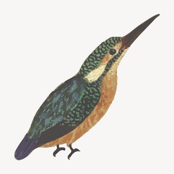 Kingfisher bird sticker, animal illustration | Free Vector - rawpixel