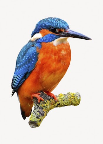 Kingfisher bird sticker, animal image | Free PSD - rawpixel