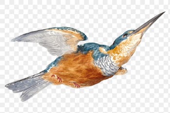 Kingfisher png illustration, remixed from… | Free stock illustration | High Resolution graphic