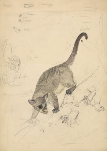 Kinkajou | Free Photo - rawpixel