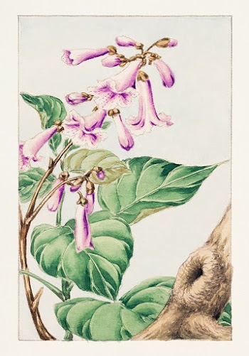 Kiri branch with flowers and leaves during 1870&ndash;1880 by Megata Morikaga. Original from Library of Congress. Digitally enhanced by rawpixel.