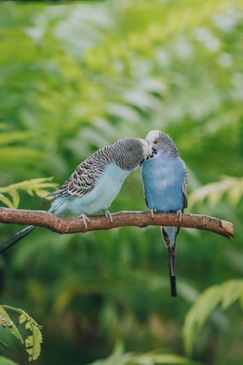 Kissing Parakeets Showing Affection · Free Stock Photo