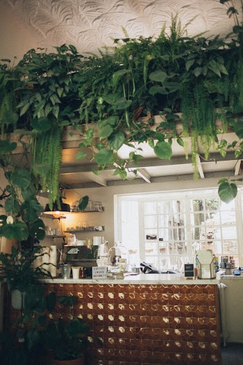 Kitchen Surrounded With Green House Plants