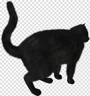 Kitten Black cat Scottish Fold , kitten transparent background PNG clipart