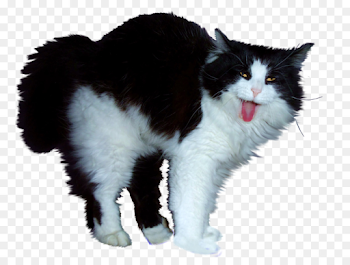 Kitten Cartoon png download - 1032*774 - Free Transparent Cat png ...