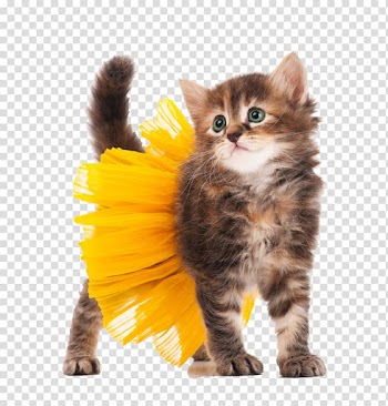 Kitten Cat Halloween costume , Cat wearing a skirt transparent background PNG clipart