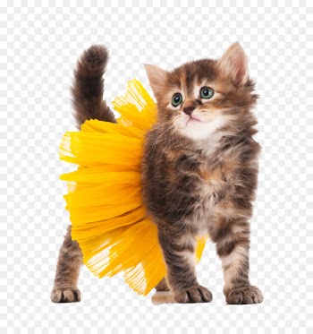 Kitten Cat Halloween costume Stock photography - Cat wearing a skirt 