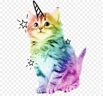 Kitten Cat Unicorn Adrien Agreste Cuteness - kitten 