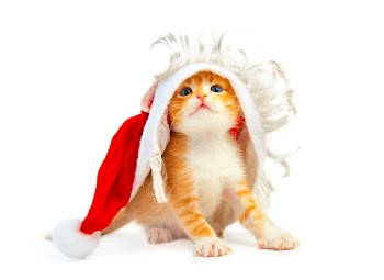 kitten isolated on white background