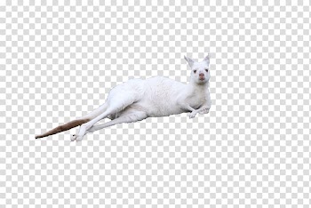 Kitten Kangaroo Cuteness, Lying on the white kangaroo transparent background PNG clipart