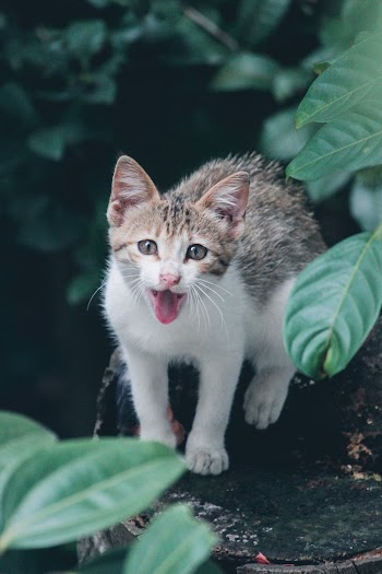 Kitten Near Green Leafed Plants