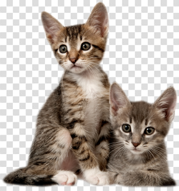 Kitten Picture
