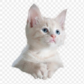 Kitten png, cat, transparent background | Free PNG - rawpixel