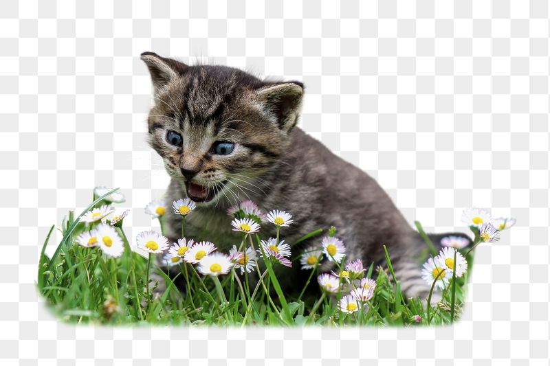 Kitten png flower field sticker, | Free PNG - rawpixel