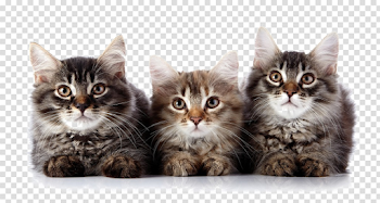 Kitten PNG Transparent Image