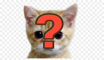 Kitten Whiskers Cat Cuteness Polar bear - kitten 