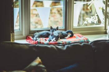 Kittens on a window sill. 