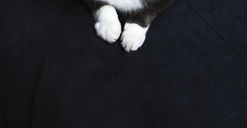 Kitty Paws