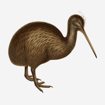 Kiwi bird clipart, vintage animal | Free Photo - rawpixel