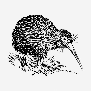 Kiwi bird hand drawn illustration. | Free Photo - rawpixel