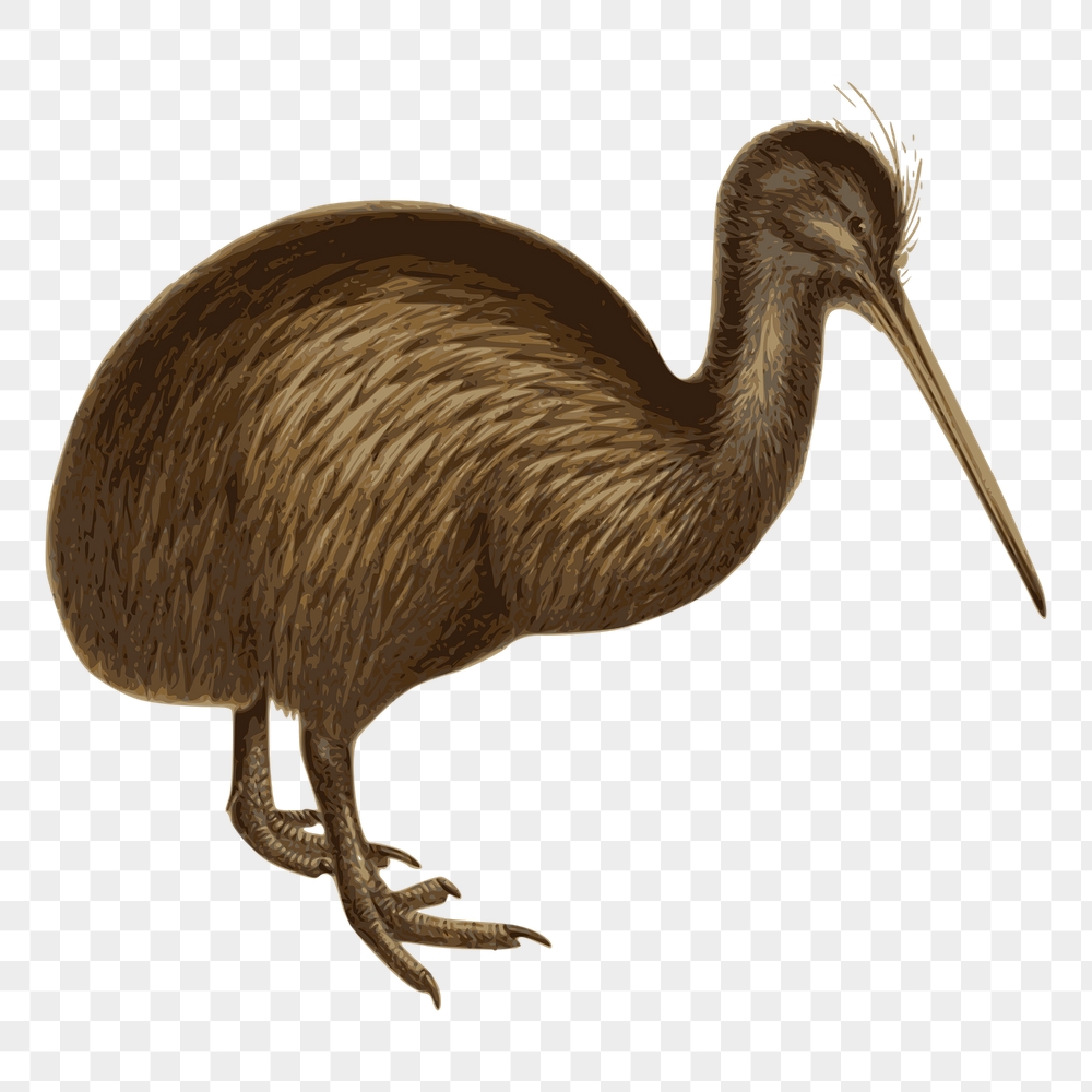Kiwi bird png sticker, vintage | Free PNG - rawpixel