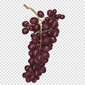 Kiwifruit Watercolor painting Drawing, a bunch of grapes transparent background PNG clipart
