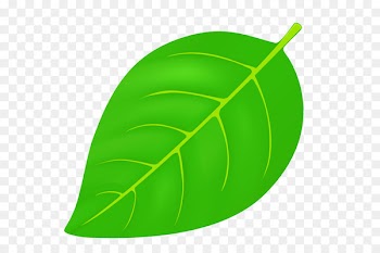Kiyosato Station Illustration Leaf Plants Accommodation -  