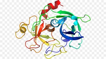 KLK6 Kallikrein Protein Gene Cancer - domain streamer 